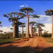 Baobab de madagascar